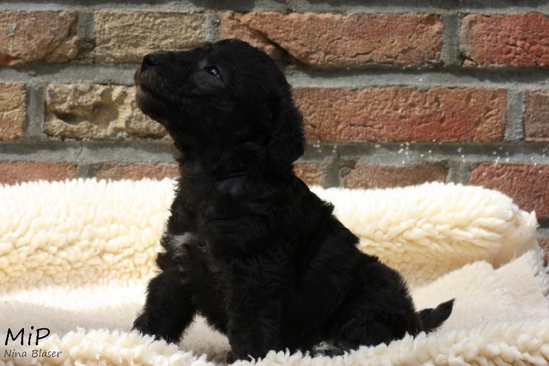 2011-05-28 Puppies Candy & Svet (44).jpg